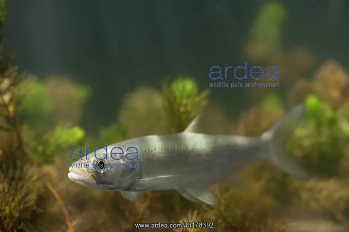  : Asp (Aspius aspius) swimming