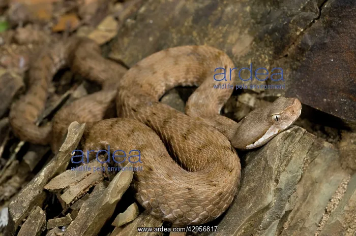  : Asp Viper (Vipera aspis francisciredi). Central Italy