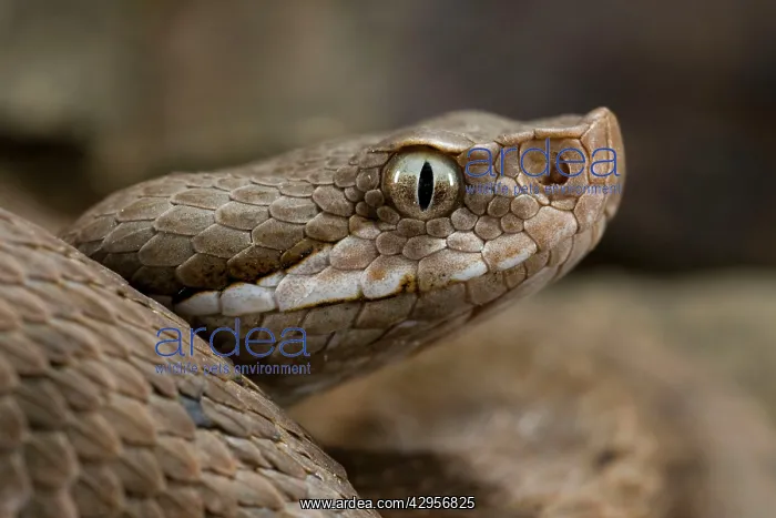 : Asp Viper (Vipera aspis francisciredi). Central Italy : Asp Viper (Vipera aspis francisciredi). Central Italy