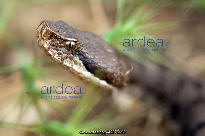 : Asp Viper (Vipera aspis francisciredi). Central Italy : Asp Viper (Vipera aspis francisciredi). Central Italy
