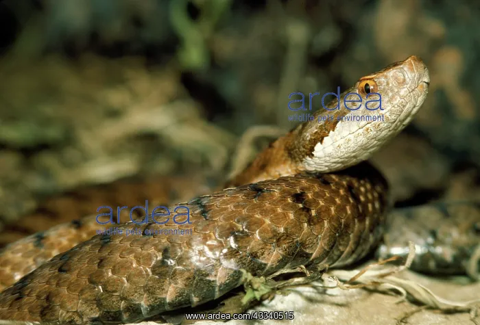  : Asp Viper (Vipera aspis). Europe