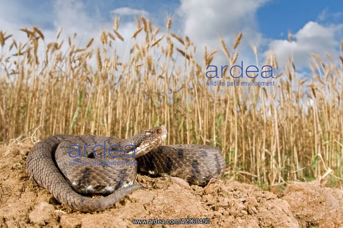 : Asp Viper - basking near a cornfield : Asp Viper - basking near a cornfield