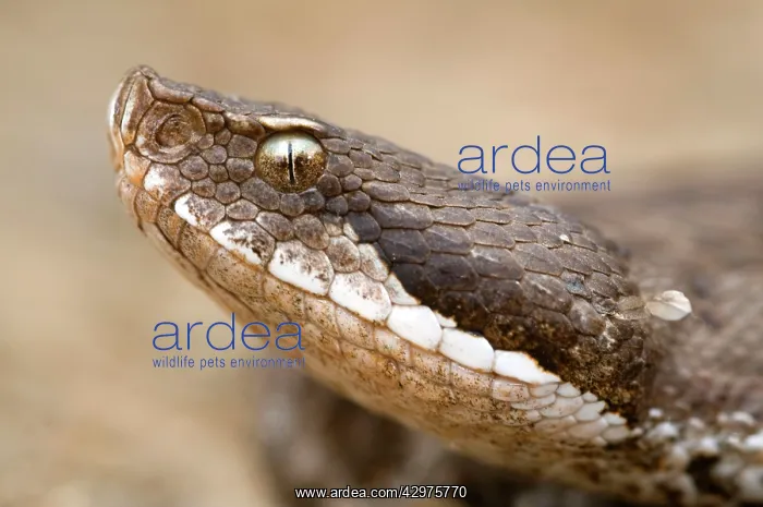 : Asp Viper - close-up : Asp Viper - close-up