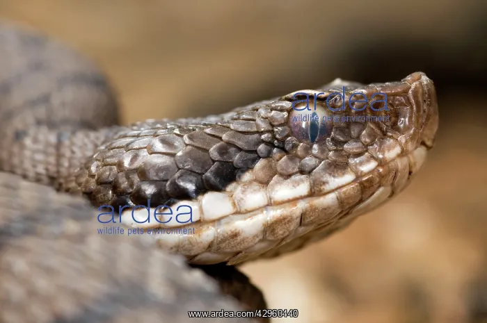 : Asp Viper - head close up : Asp Viper - head close up