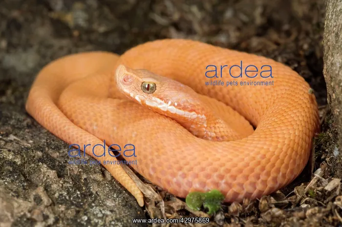 : Asp Viper - newborn xanthocroic asp viper : Asp Viper - newborn xanthocroic asp viper