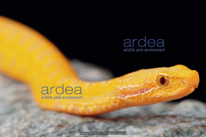 : Asp viper (Vipera aspis) albino : Asp viper (Vipera aspis) albino
