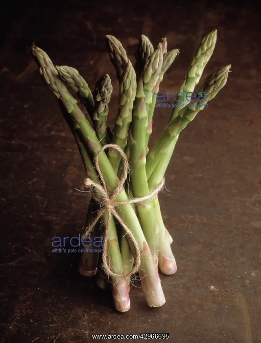 : Asparagus, Asparagus officinalis : Asparagus, Asparagus officinalis
