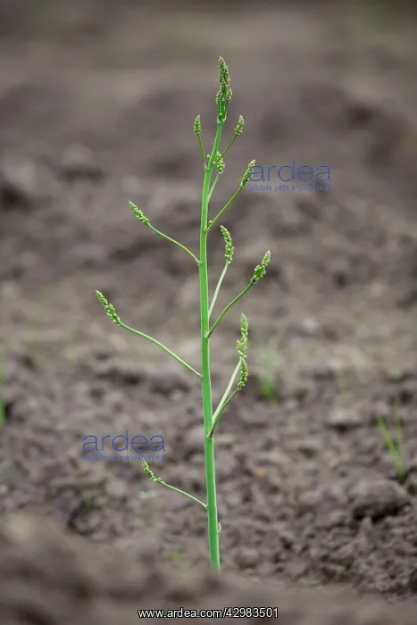 : Asparagus (Asparagus officinalis). plant growing from ground : Asparagus (Asparagus officinalis). plant growing from ground