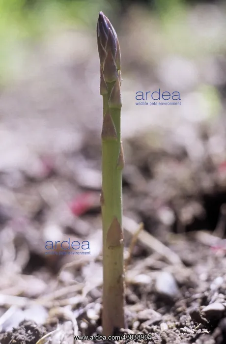 : Asparagus, Asparagus officinalis : Asparagus, Asparagus officinalis