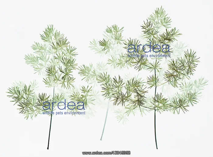 : Asparagus, Asparagus officinalis : Asparagus, Asparagus officinalis