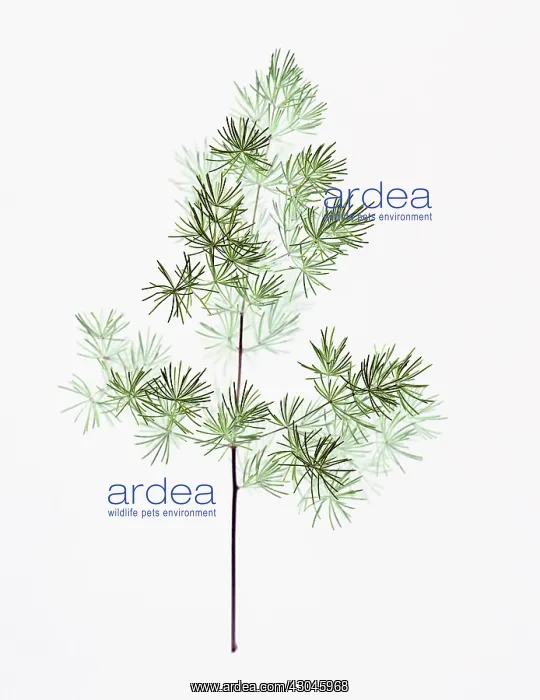 : Asparagus, Asparagus officinalis : Asparagus, Asparagus officinalis