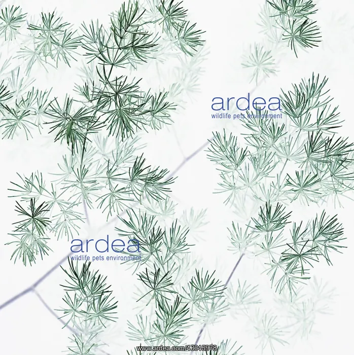 : Asparagus, Asparagus officinalis : Asparagus, Asparagus officinalis