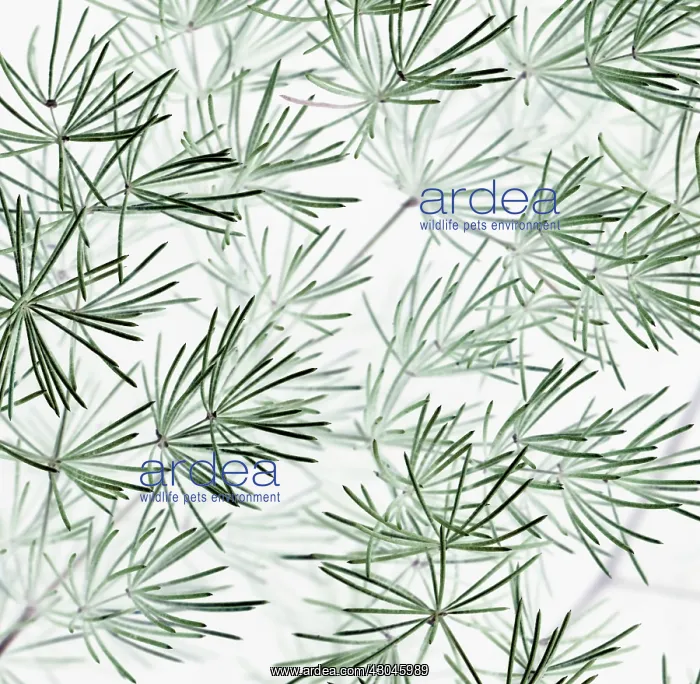 : Asparagus, Asparagus officinalis : Asparagus, Asparagus officinalis