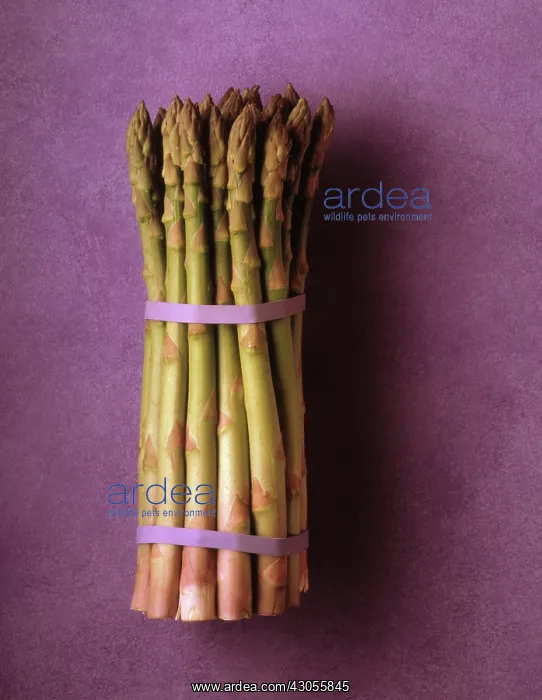 : Asparagus, Asparagus officinalis : Asparagus, Asparagus officinalis