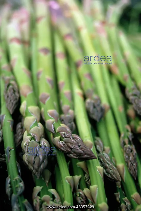 : Asparagus, Asparagus officinalis : Asparagus, Asparagus officinalis