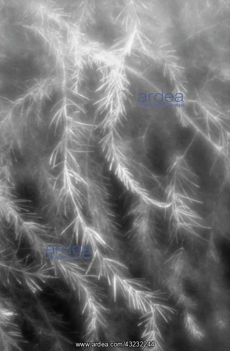 : Asparagus, Asparagus officinalis : Asparagus, Asparagus officinalis