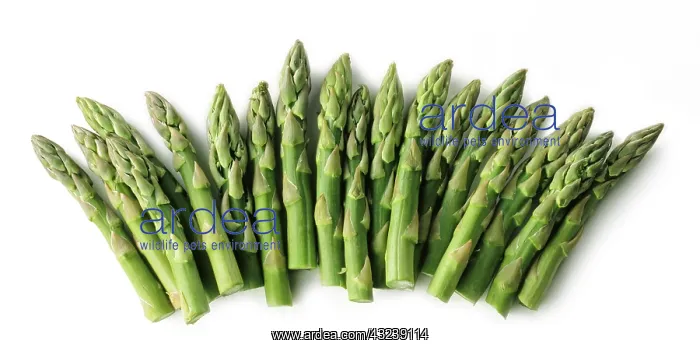 : Asparagus, Asparagus officinalis : Asparagus, Asparagus officinalis