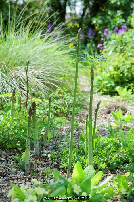 : Asparagus, Asparagus officinalis, Several stems : Asparagus, Asparagus officinalis, Several stems