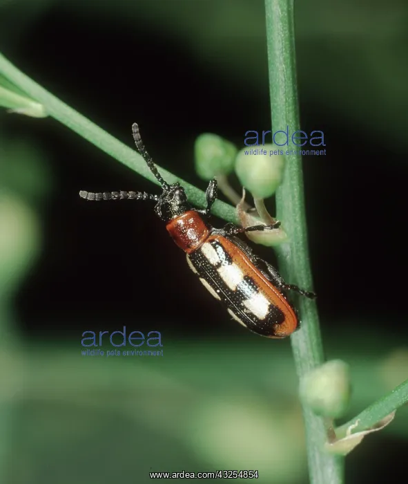 : Asparagus beetle : Asparagus beetle