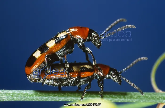 : Asparagus Beetle : Asparagus Beetle