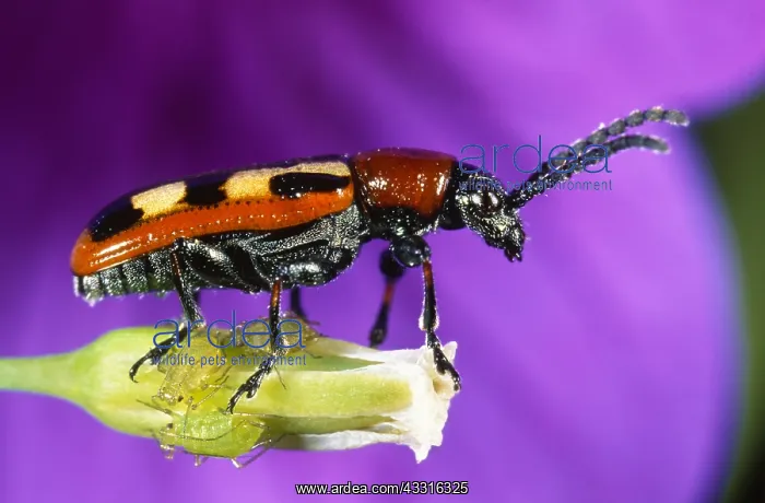 : Asparagus Beetle : Asparagus Beetle