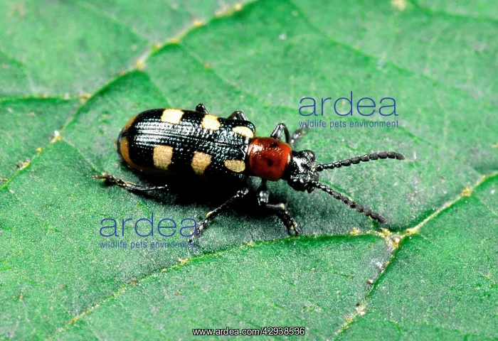 : Asparagus BEETLE - adult : Asparagus BEETLE - adult