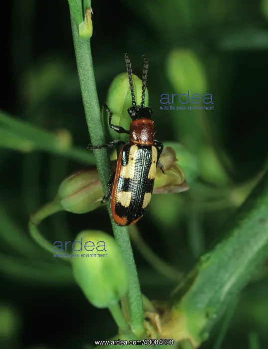 : Asparagus Beetle (Crioceris asparagi) : Asparagus Beetle (Crioceris asparagi)