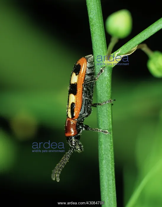 : Asparagus Beetle (Crioceris asparagi) : Asparagus Beetle (Crioceris asparagi)