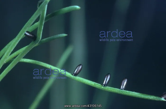 : Asparagus Beetle Eggs : Asparagus Beetle Eggs