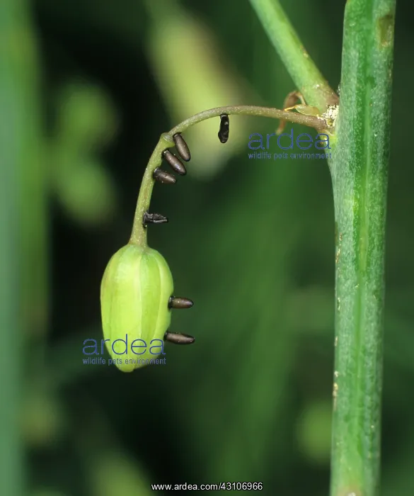 : Asparagus beetle eggs : Asparagus beetle eggs