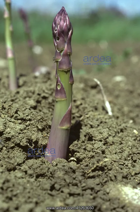 : Asparagus Beetle eggs on Asparagus : Asparagus Beetle eggs on Asparagus