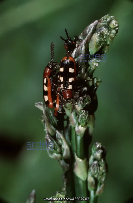 : Asparagus Beetles on asparagus : Asparagus Beetles on asparagus