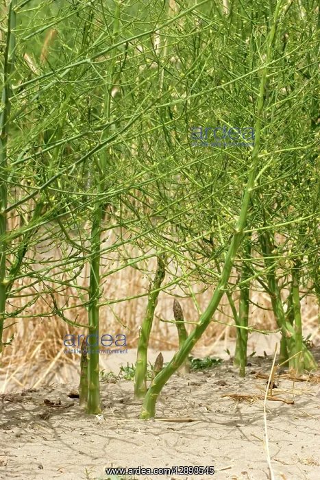 : Asparagus - cultivated : Asparagus - cultivated