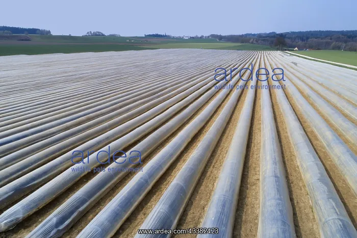 : Asparagus cultivation near Schrobenhausen in Bavaria : Asparagus cultivation near Schrobenhausen in Bavaria