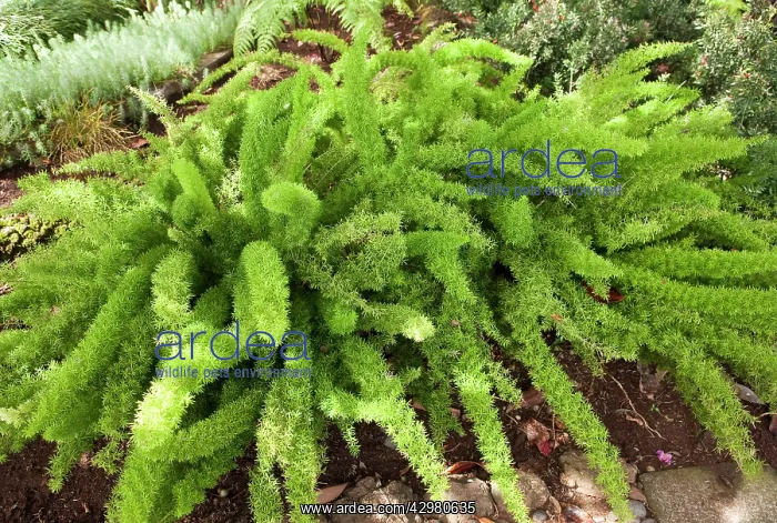 : Asparagus Fern - Foliage : Asparagus Fern - Foliage
