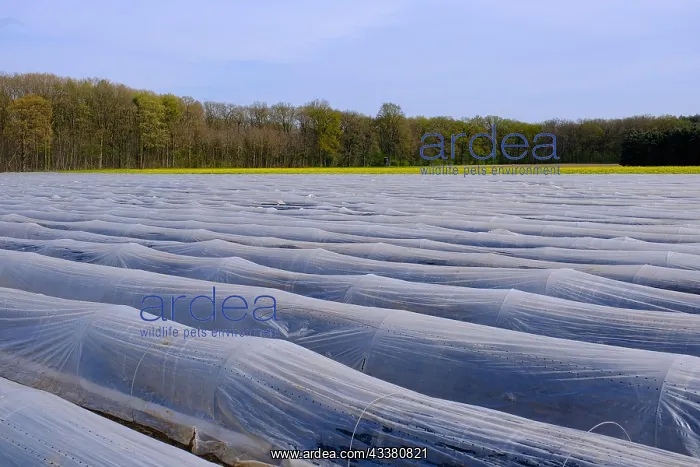 : Asparagus field under foil, Lower Rhine, North R : Asparagus field under foil, Lower Rhine, North R