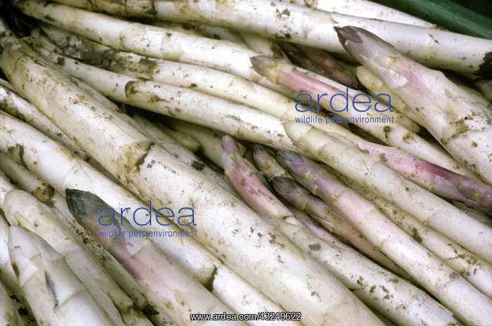 : Asparagus in Greece, post-Chernobyl accident : Asparagus in Greece, post-Chernobyl accident