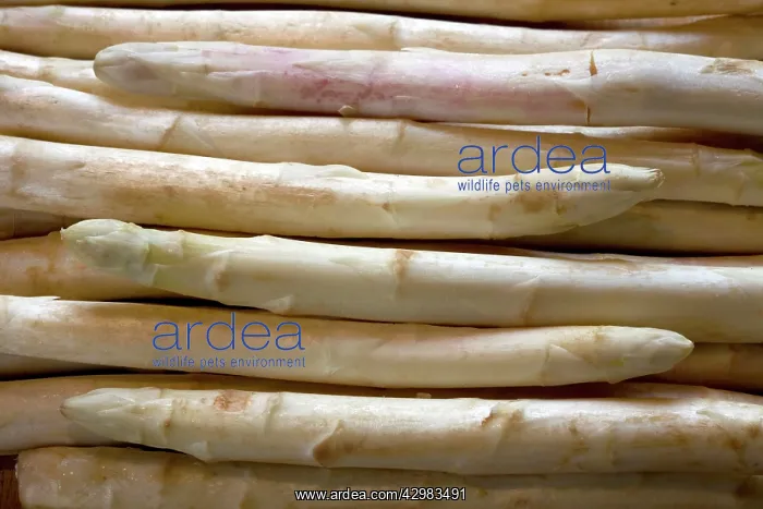 : Asparagus harvest : Asparagus harvest