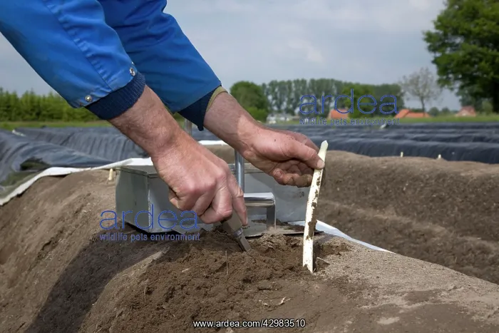 : Asparagus harvest : Asparagus harvest