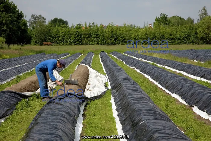 : Asparagus harvest : Asparagus harvest
