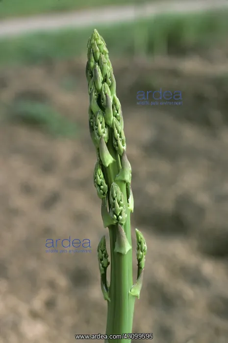 : Asparagus shoot : Asparagus shoot