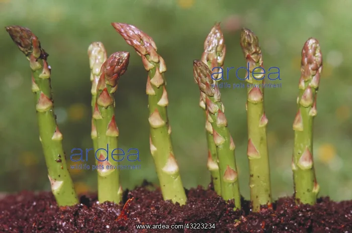 : Asparagus spears : Asparagus spears