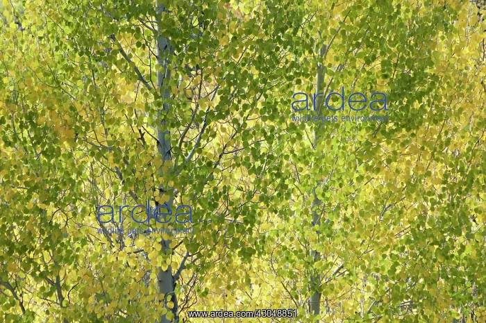 : Aspen, American aspen, Cottonwood, Populus tremuloides : Aspen, American aspen, Cottonwood, Populus tremuloides