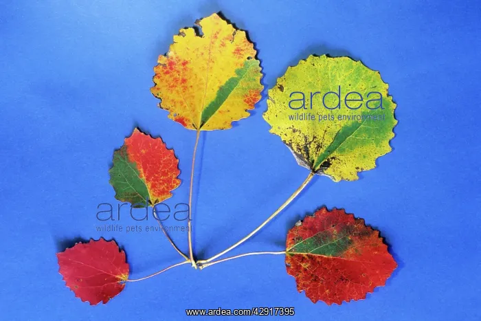 : Aspen - autumn leaves as decoration : Aspen - autumn leaves as decoration
