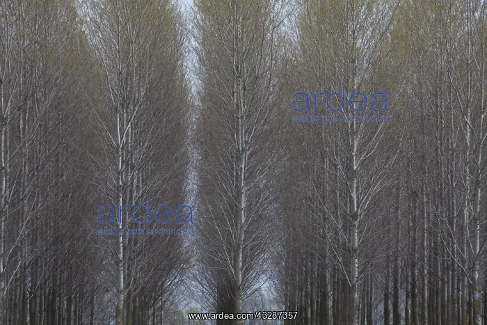 : Aspen - Fertoe-Hansag National Park - Hungary : Aspen - Fertoe-Hansag National Park - Hungary