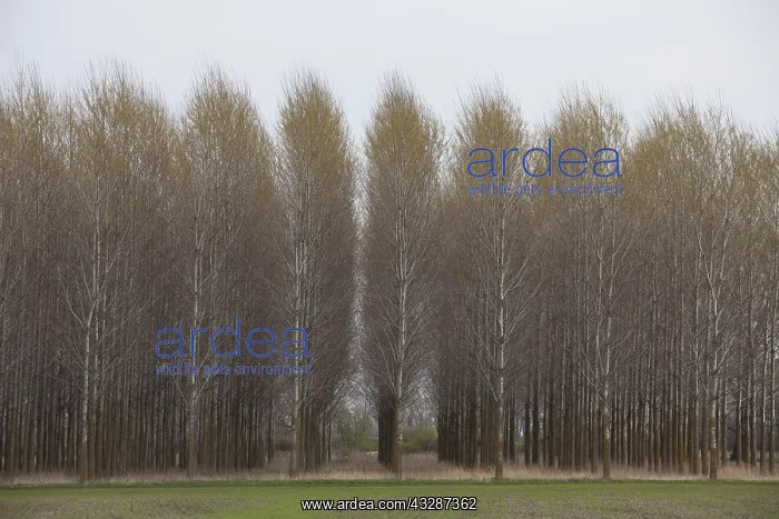 : Aspen - Fertoe-Hansag National Park - Hungary : Aspen - Fertoe-Hansag National Park - Hungary