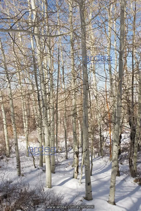 : Aspen Forest (Populus tremuloides) in winter at 2500-3000m : Aspen Forest (Populus tremuloides) in winter at 2500-3000m