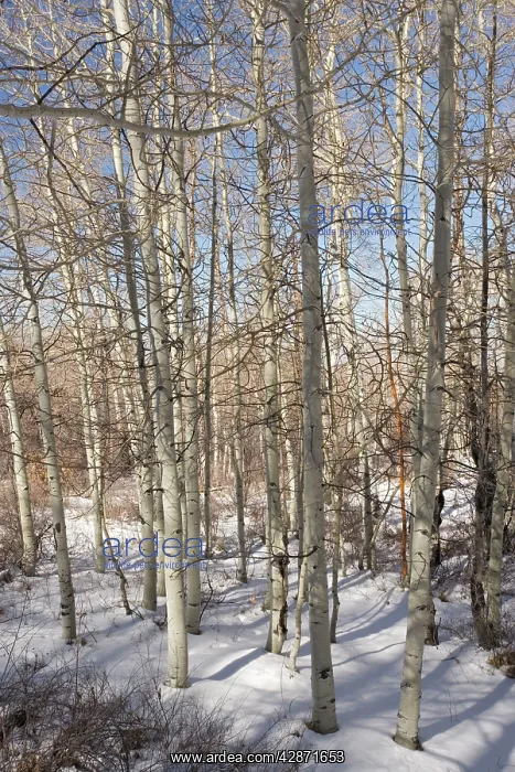 : Aspen Forest in winter : Aspen Forest in winter