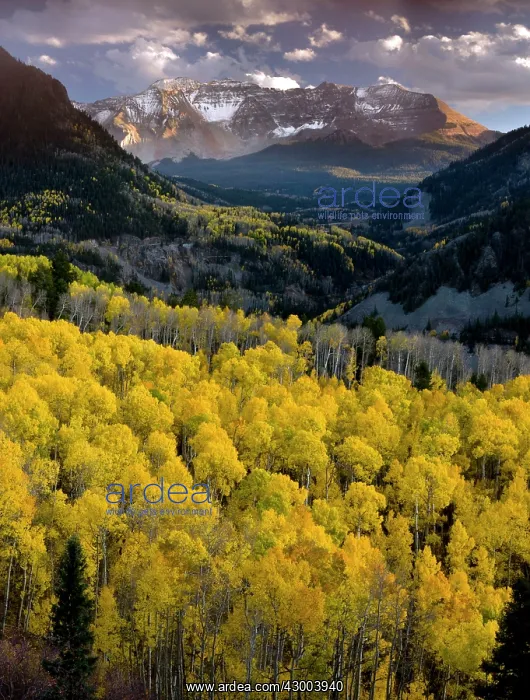 : Aspen Forests - in autumn : Aspen Forests - in autumn