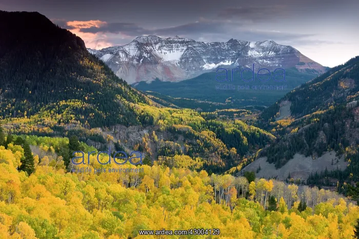 : Aspen forests in autumn : Aspen forests in autumn